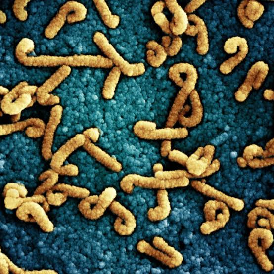 Marburg outbreak is reported in Uganda, threatening to complicate Ebola response in region