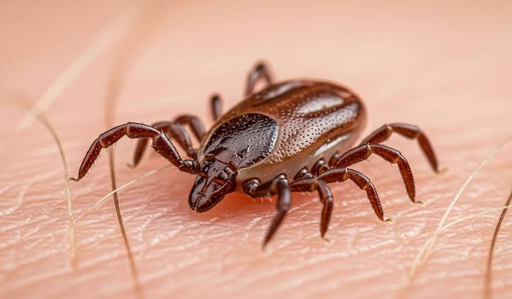 6 Tick Infested Areas In Ohio