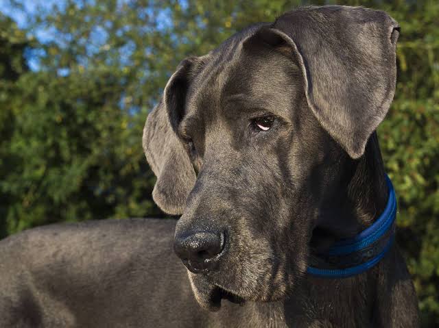 The 7 Hilarious (and Expensive) Realities of Living With a Great Dane