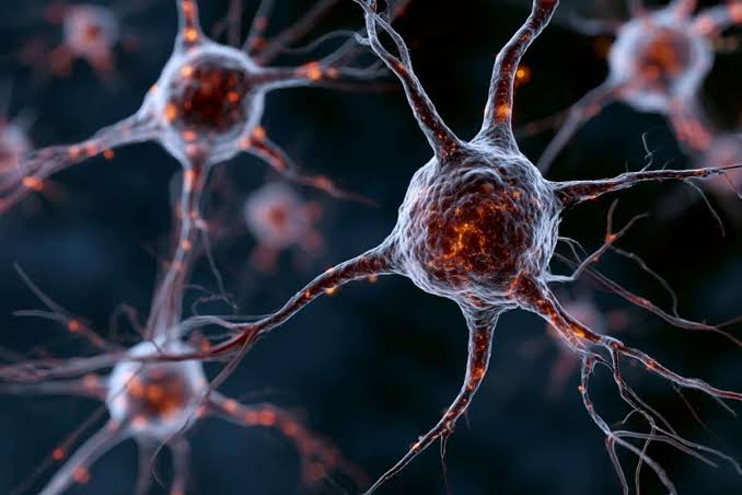 Inflammation Forces Brain Stem Cells to Halt Neurogenesis