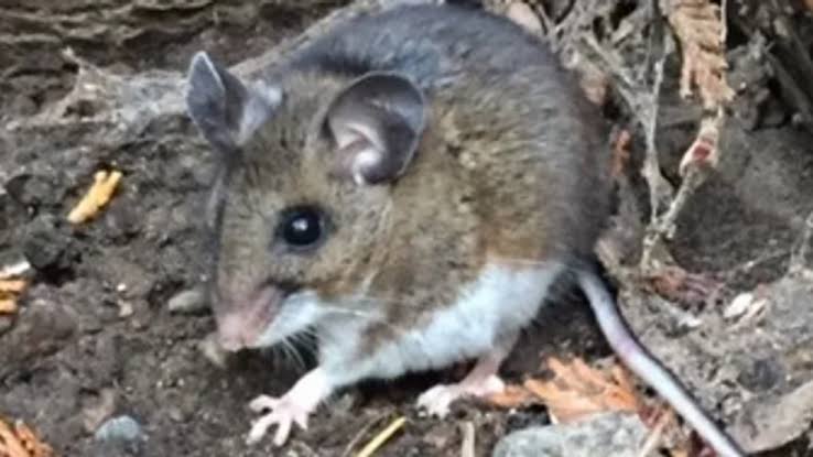 Sin Nombre hantavirus case tied to home mouse exposure in Chelan County