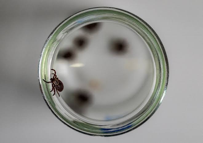 California resident becomes just the fourth person in the world to become infected with tick-borne illness, officials say