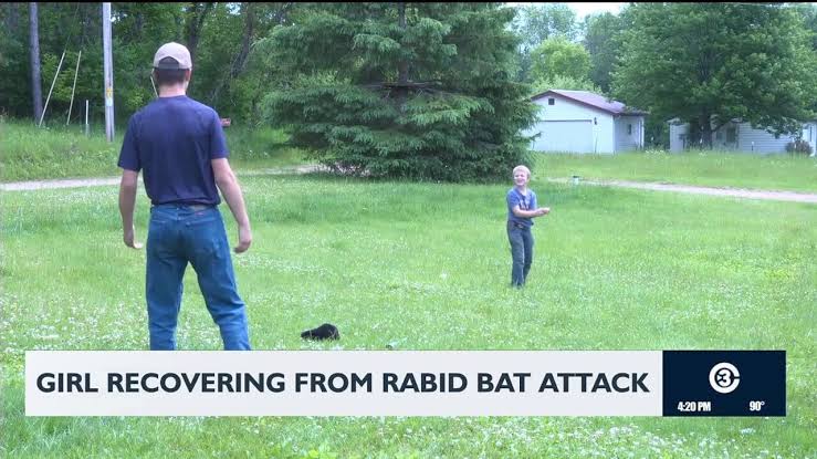 Rabid bat bites 6-year-old girl in Shawano County