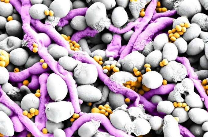 How a 'copper economy' helps fungi and bacteria build stubborn biofilms