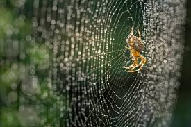Producing spider silk is a biological feat – scientists are using it to develop materials for drug delivery and wound care