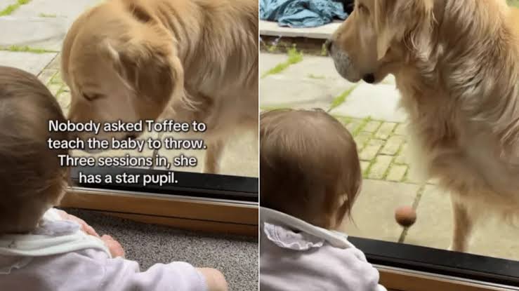 Golden Retriever Doesn’t Rush Little Baby Learning To Throw a Ball, Then Fetches It