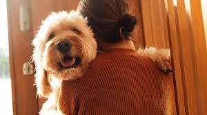 How to know if your pet has allergies