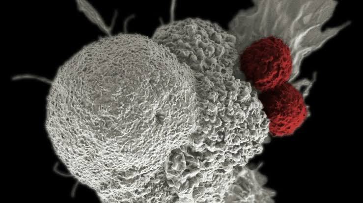 Creatine May Supercharge Cancer-Fighting Immune Cells