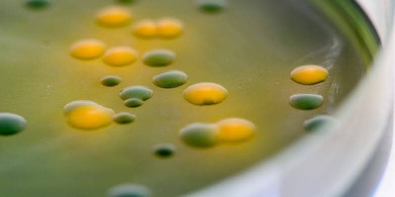 Gene Cluster Produces Multiple Antibiotics to Combat Drug Resistance