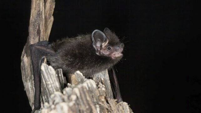 Rabies Death: Ontario Child Dies in First Locally Acquired Case Since 1967