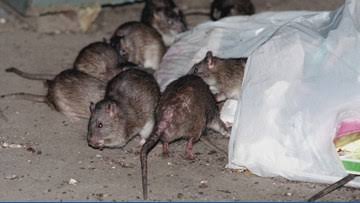 Coloradan tests positive for hantavirus