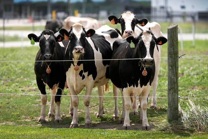 Box Elder County declares local state of emergency due to Highly Pathogenic Avian Influenza