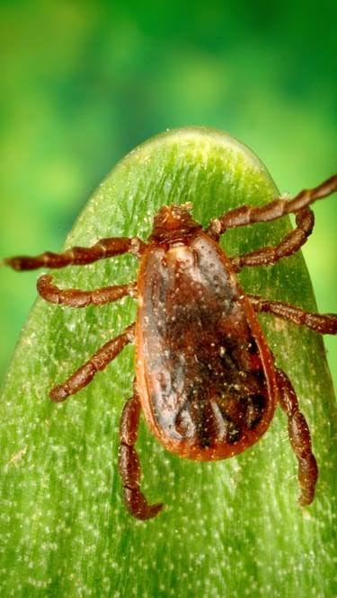 'Rabbit fever' warning in Suffolk after 3 cases of tick-borne tularemia