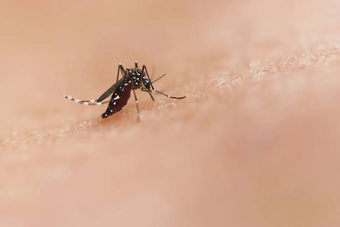 Google Seeks Federal Approval to Release 32 Million Treated Mosquitoes in California