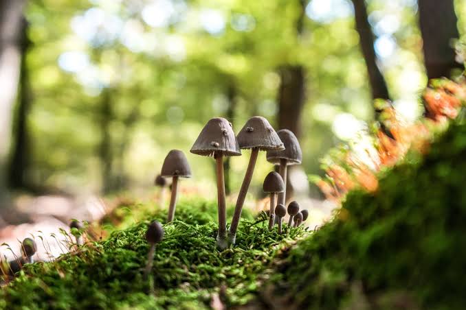 Single high dose of psilocybin temporarily restores lost abilities in an 80-year-old Alzheimer's patient