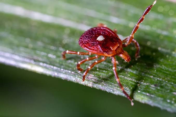 "It feeds on your blood for a week before you even notice – and then leaves behind a rare and life-threatening disease…"