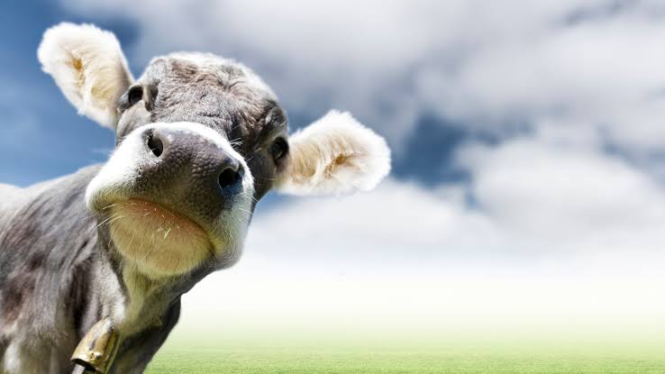 Netizens spiral over IIT Roorkee’s cow urine study, findings reveal potential to fight Chikungunya virus