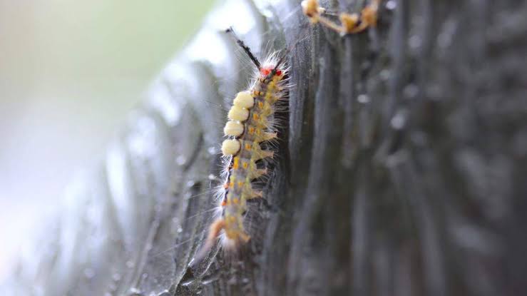 Pesky critters cause painful rashes at RBC Heritage on Hilton Head. How to treat them