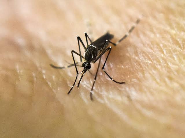 Mosquitoes are spreading dangerous dengue in US states. Here’s where to watch out