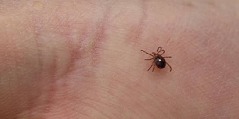 KY3 Digital Extra: What to know about the Lone Star tick