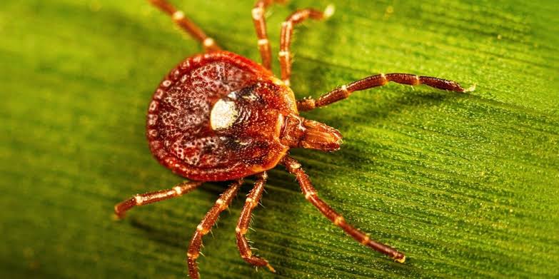 Your guide to identifying some of the most common ticks found in the US