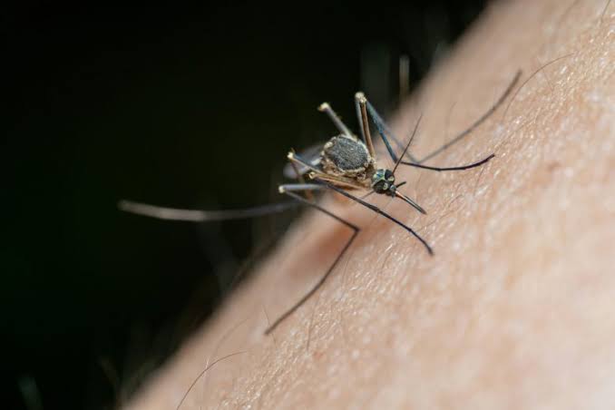 First West Nile Virus-Positive Mosquitoes Reported In Chicago This Year
