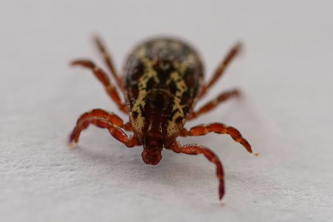 Tick that spreads meat allergy, flu-like symptoms has reached 3 Connecticut counties