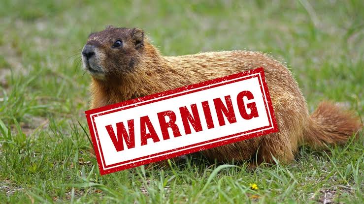 Rabid groundhog attacks N.J. resident, county says