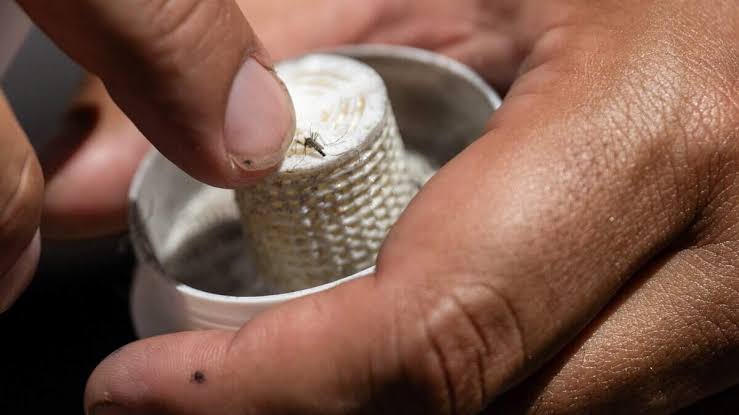 Millions of mosquitos will be released in this Sacramento neighborhood. Here’s why