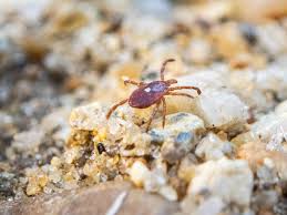 As Tick Issues Soar, Fear Becomes a Factor