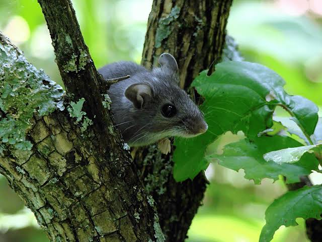 Douglas County adult dies from hantavirus, health officials say there’s no link to cruise ship outbreak