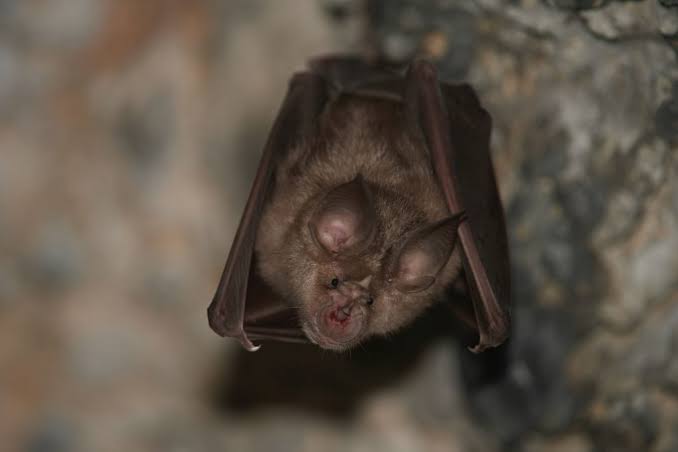 Health department issues warning after rabid bat found inside home, resident exposed in McHenry County