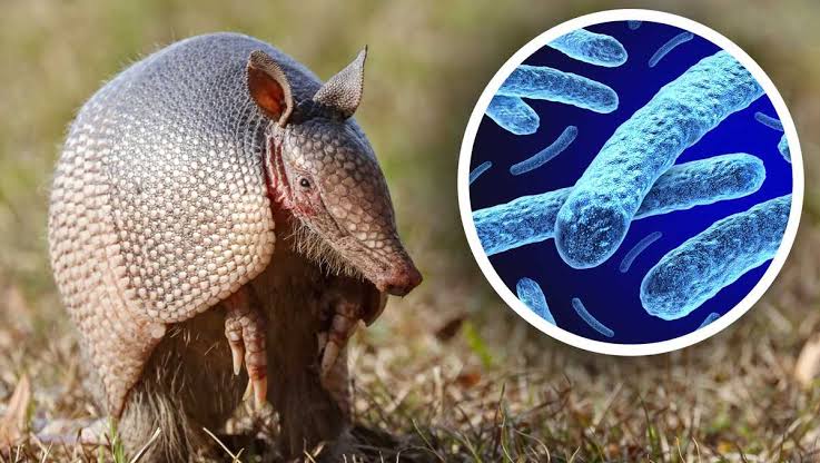 A 4,000-year-old disease is on the rise in Florida. Scientists say armadillos may be to blame