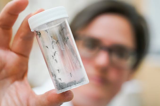 600,000 mosquitos are being dropped around Washington DC to kill off blood-sucking pests