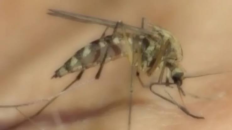 The Tennessee Department of Health urges protection against tick and mosquito-borne diseases