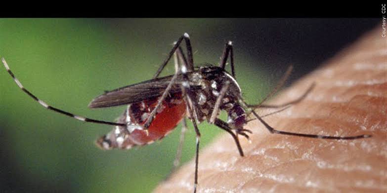 2 cases of West Nile virus confirmed in Myrtle Beach