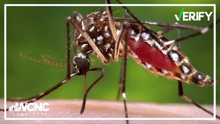 VERIFY: Are mosquitoes more attracted to certain blood types? Here's what experts say