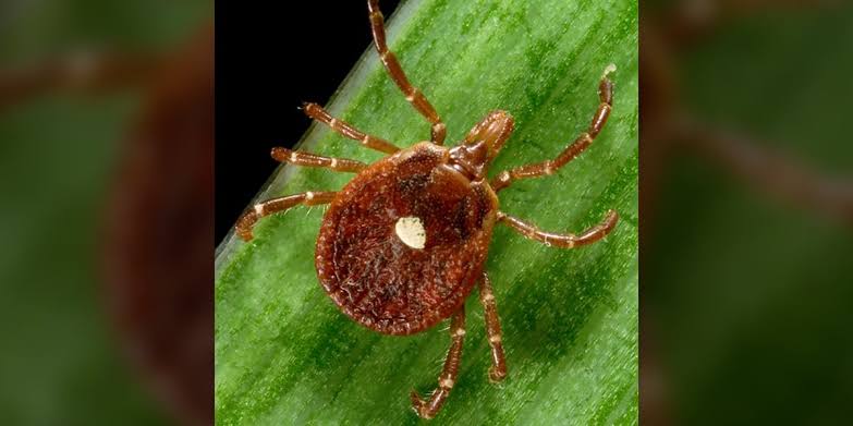 Oklahoma changing how it tracks cases of syndrome leading to red meat allergy caused by tick bites