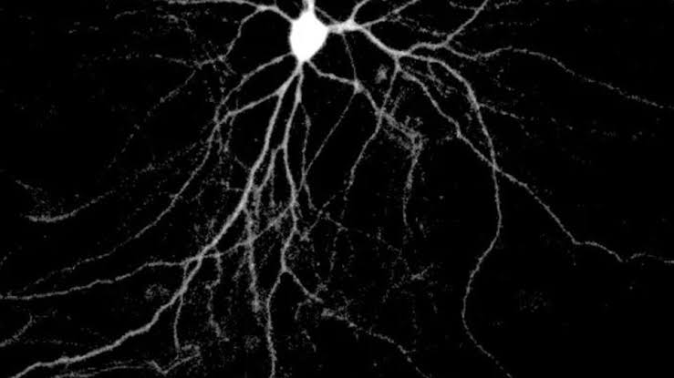 Arc Protein May Help Toxic Tau Move Across Brain Cells