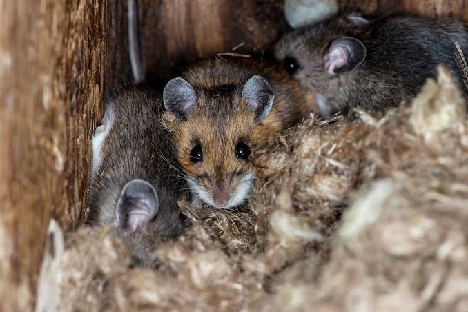 After 'unprecedented' health threat, Mammoth Lakes is still cautious