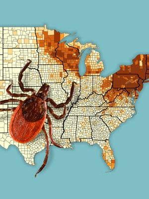 Tick bites surge, sending many to ER. Maps show where.