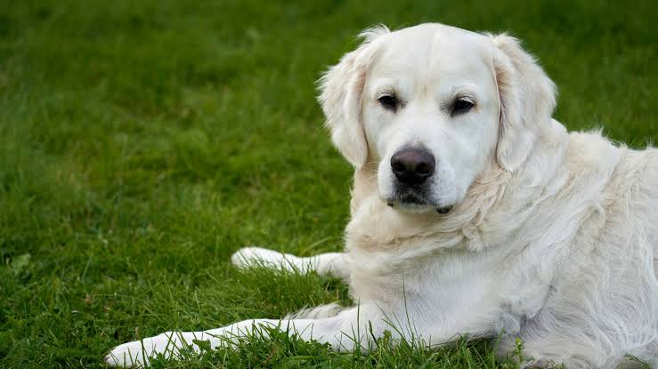 Patient Grandma Golden Retriever Lets 5-Week-Old Puppy Use Her as the Cutest Jungle Gym