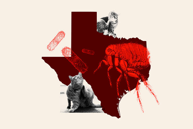 Cat Fleas Linked to Fatal Human Disease in Texas