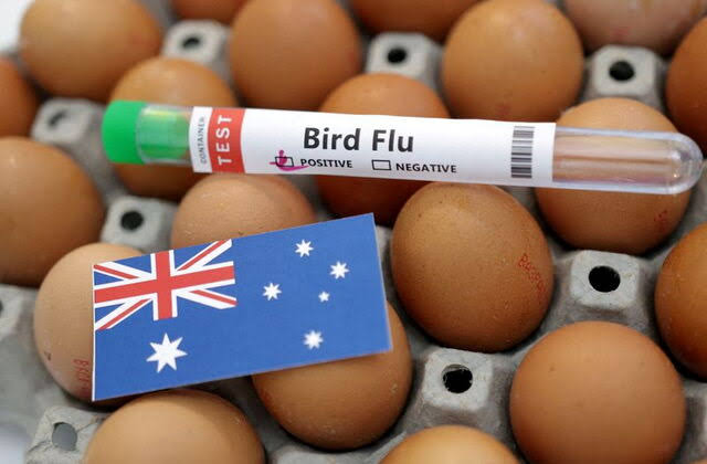 Australia Ramps up Bird Flu Surveillance, Testing After First Mainland Cases Reported