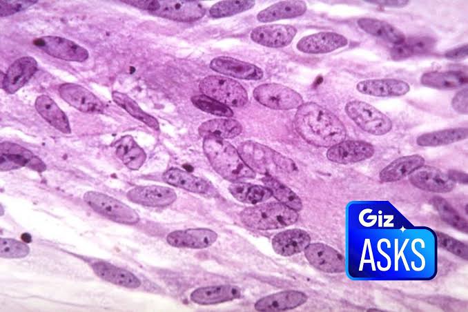 Can Vaccines Really Help Prevent Dementia?