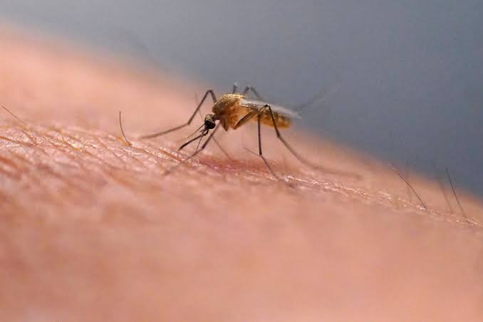 Why do mosquitoes bite some people more than others? CWRU researchers explain