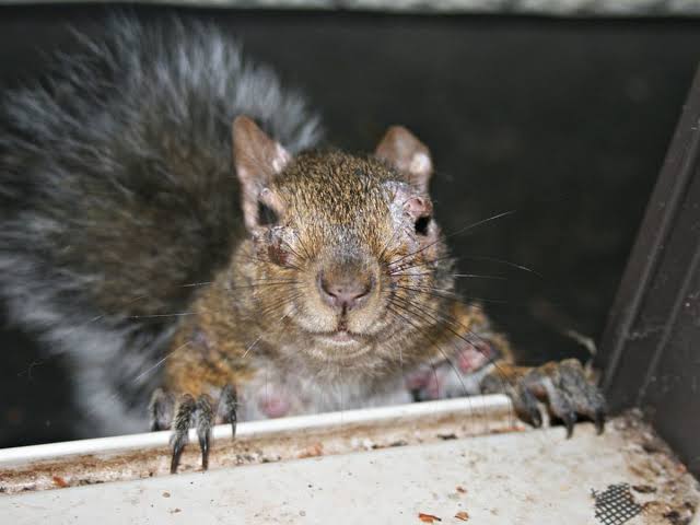 ‘Zombie’ squirrels with oozing warts are found in several states in peoples’ backyards