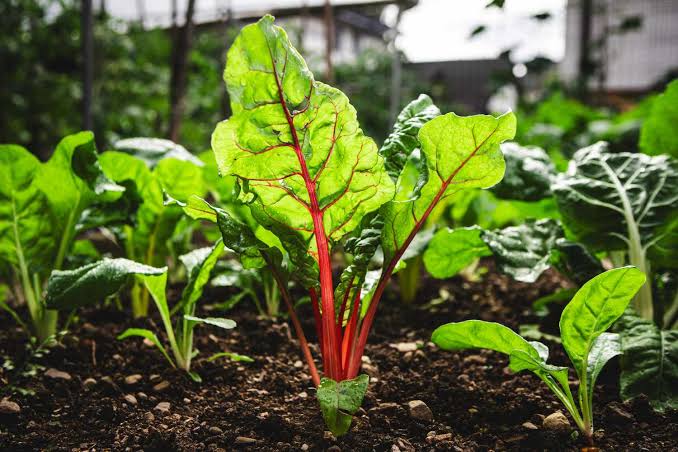 Dietitians Say These 6 Greens Can Help Support a Healthier Gut