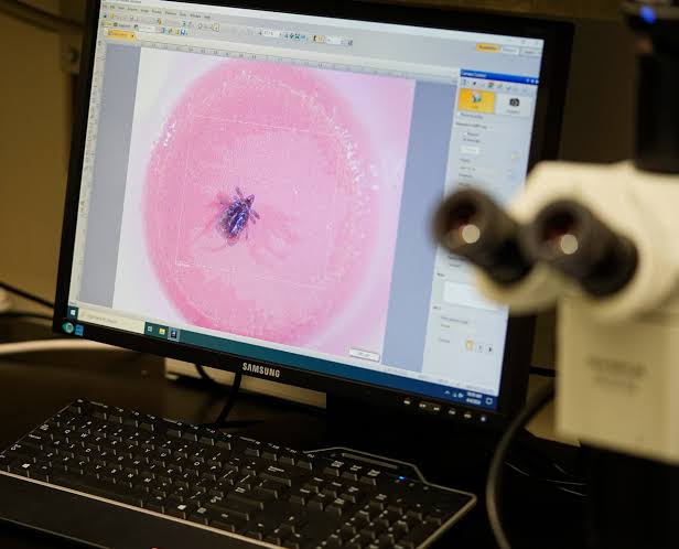 Wisconsin could be in for ‘a big year’ for Lyme disease as tick bites soar