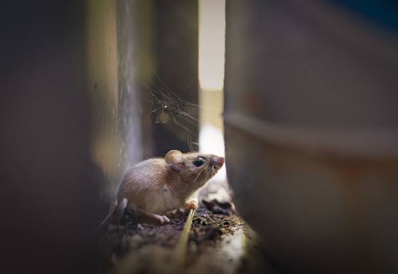 Where does hantavirus lurk in the U.S.? Scientists found ‘hot spots’ in surprising areas